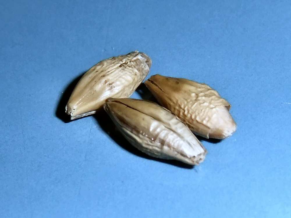 Korn fra posens indhold